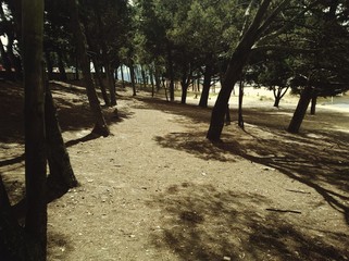 bosque de pinos con camino  luz  y sombras de medio dia