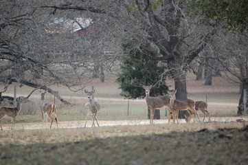 Familia de ciervos en la montaña de San Antonio