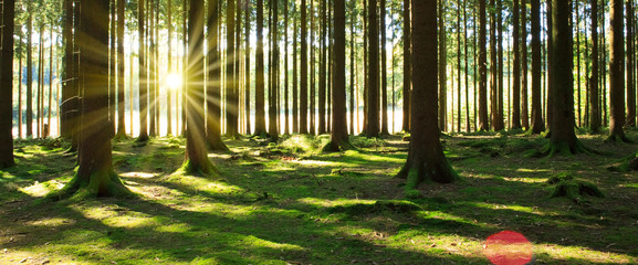 Panorama of a scenic forest of fresh green deciduous trees with the sunlight.