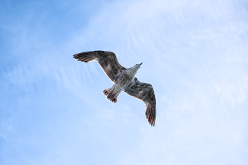 Bottom view of soaring seagull flying in blue sky. Bird wildlife. Freedom and happiness. Wild nature