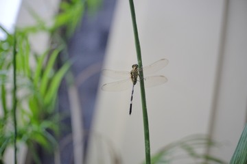Dragonflies perch on plant stems