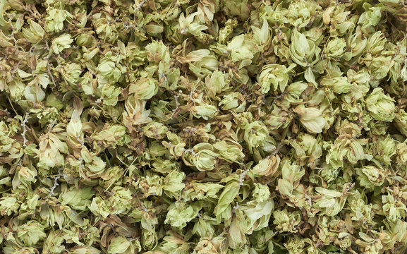 Dried Hops Flowers, Natural Row Material For Brewery Production And Sourdough Bread Making, Flat Textured Background, Closeup, Overhead Top View