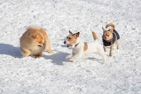Pomeranian spitz puppy, jack russell terrier puppy and chihuahua puppy are playing in the winter park.