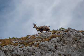 Chamois family on a mountain top