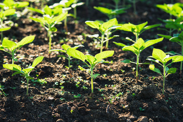 Young flower plants growing in the cultivated field with morning sunlight