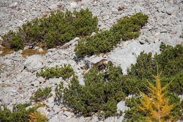 Chamois in a pine dwarf