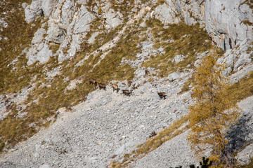 Chamois heard on a mountain slope