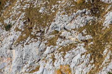 Chamois herd on a mountain cliffs
