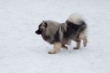 Cute deutscher wolfspitz puppy is walking in the winter park. Pet animals.