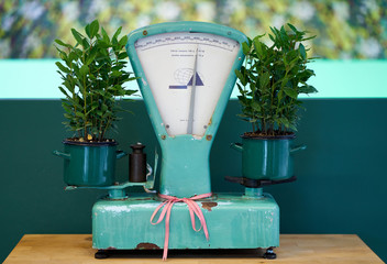 Vintage mechanical weighing scales for grocery shops. Vintage kitchen scale decor with farmhouse style kitchenware. Plant on the scales.