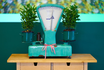 Retro mechanical weighing scales for grocery shops on the table. Vintage kitchen scale decor with farmhouse style kitchenware. Plant on the scales.