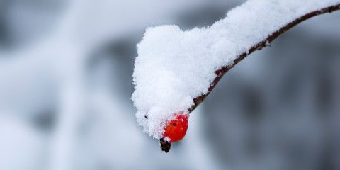 Snowy branches in seasonal winter wonderland