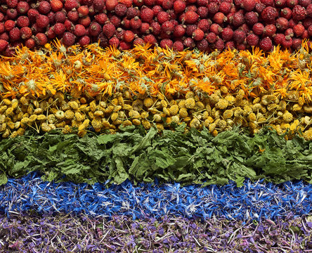 Rainbow assortment of variety of hers: red dog-rose, orange calendula, yellow tansy, green nettle, blue cornflower, purple blooming sally plant, background texture, from above overhead top view