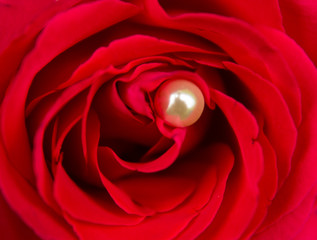 full screen image of a red rose