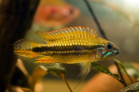 wild, aggressive dominant male Apistogramma mendezi, rare and hard to keep freshwater dwarf cichlid demonstrate aggression, blackwater Rio Negro biotope aquadesign