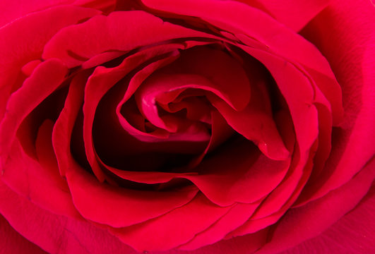 full screen image of a red rose