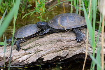 Obraz premium Europäische Sumpfschildkröte 