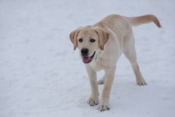 Young labrador retriever is standing in the winter park. Pet animals.