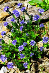 Alpen- Ehrenpreis, Veronica alpina