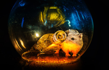 Jungar hamster in an aquarium with a bottle