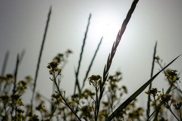plants on the field in backlight against the background of the sun