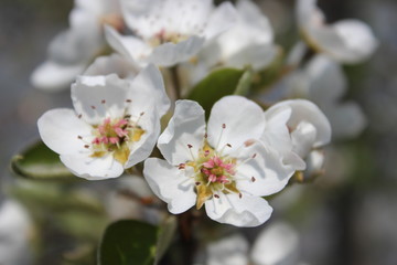 Fototapeta na wymiar spring flowers pear white, pear flowering