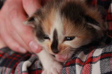 Close-up of a tricolor cute kitten. black-red-white, which sits on the hands and meows