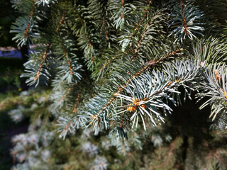 close-up of twigs of a Christmas tree on which there are green needles