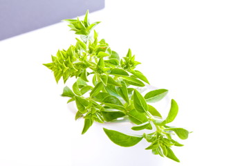 Gałązka bazylii © Joanna