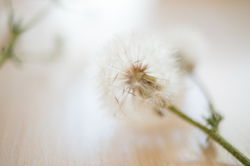 Fluffy dandelion flower lie on a light wooden surface