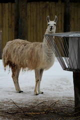 Les lamas au zoo © fcaplette