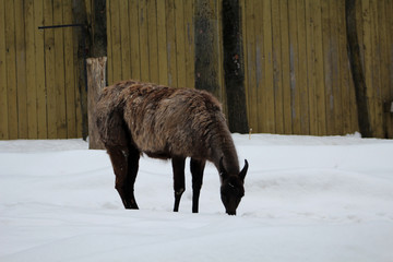 Les lamas au zoo © fcaplette