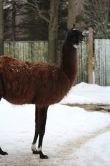 Les lamas au zoo © fcaplette