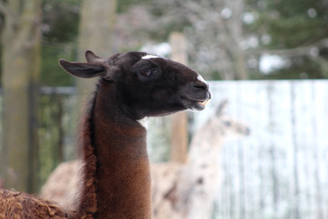 Les lamas au zoo © fcaplette