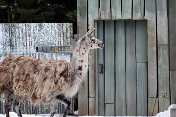 Les lamas au zoo © fcaplette
