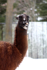 Les lamas au zoo © fcaplette