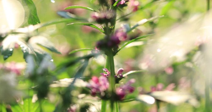 Leonurus sibiricus, Common Motherwort Herb, honeyweed or Siberian motherwort, is an herbaceous plant species native to China, Mongolia, and Siberia. It is used as an alternative to marijuana.