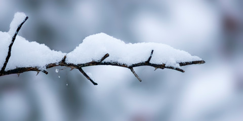 Fototapeta na wymiar Snowy branches in seasonal winter wonderland