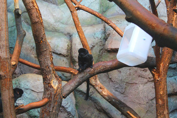 Les singes au zoo