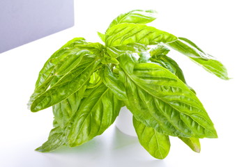 bazylia, listki, zielone, apetizery, zioła,  jadalne,  © Joanna
