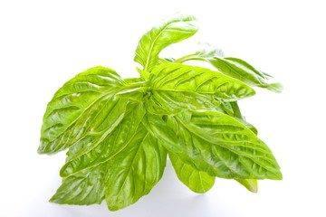 bazylia, listki, zielone, apetizery, zioła,  jadalne,  © Joanna