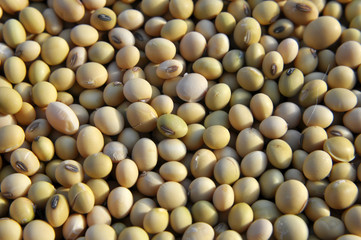 Soybean grain closeup