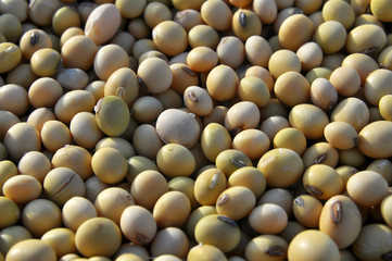 Soybean grain closeup