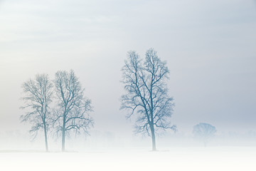 Foggy winter landscape of bare trees in a rural setting, Michigan, USA