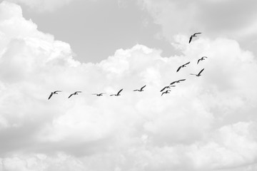 Flock of Migrating Geese