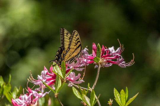 Swallowtail butterfly on azalea flowers