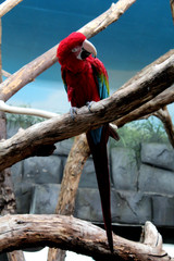 Les perroquets au zoo