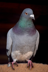 Pigeon bird sitting chill and looking 