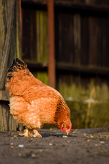 Chicken in the garden domestic animals
