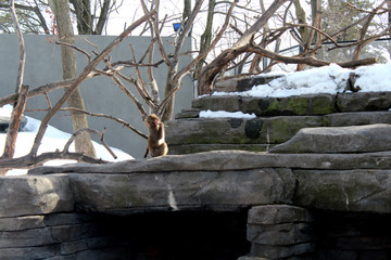 Les singes au zoo